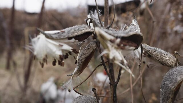 Common milkweed Asclepias syriaca knows as butterfly flower, silkweed, silky swallow-wort, and Virginia silkweed, is a species of flowering plant.
