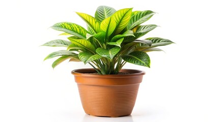 Obraz premium Potted Plant with Variegated Leaves
