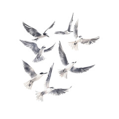 Obraz premium Elegant Flight of Birds in Monochrome