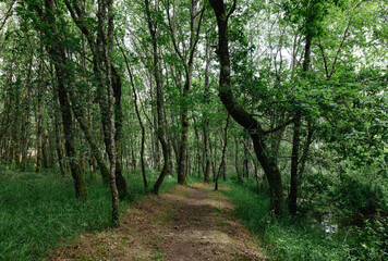 The Parga River as it passes through Guitiriz. Riverside forest. Atlantic forest. Forest in Galicia. Path, pedestrian path.