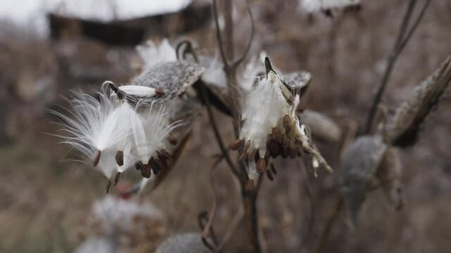 Common milkweed Asclepias syriaca knows as butterfly flower, silkweed, silky swallow-wort, and Virginia silkweed, is a species of flowering plant.