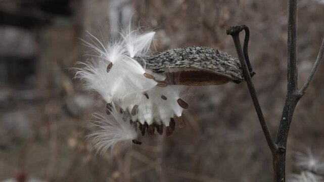 Dry seeds of Asclepias syriaca in the nature.