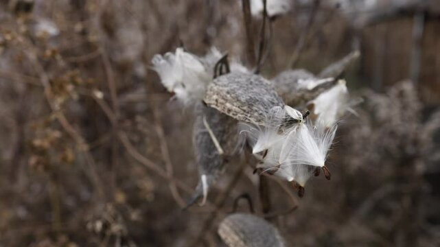 Dry seeds of Asclepias syriaca in the nature.