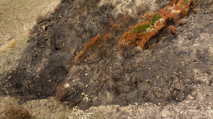 Aerial view of a burnt field. A few shrubs survived a recent forest fire.