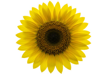 Fototapeta premium yellow sunflower flower isolated