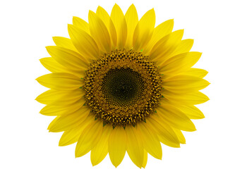 yellow sunflower flower isolated