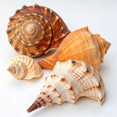 Obraz premium sea shells isolated on white