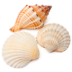 Obraz premium sea shells isolated on white background