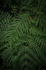 Detailed picture of ferns