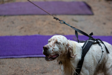 A setter dog in harness running in a mushing race
