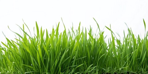 Fototapeta premium Long Exposure Watercolor Garden Grass Set: Landscape Design Elements, Hand-Drawn Illustration