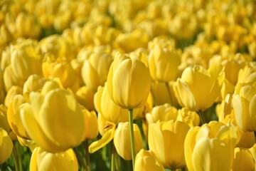 Yellow tulips flower field in Netherlands, Europe. Spring flowers background