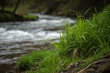 Fototapeta premium Lush Green Grass Riverbank - Close-Up Low Light Photography