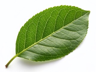 Obraz premium Lush Green Leaf Isolated on PNG Background - High-Resolution Stock Photo