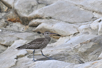 チュウシャクシギ Whimbrel