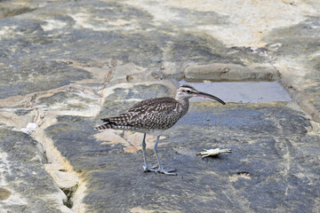 チュウシャクシギ Whimbrel