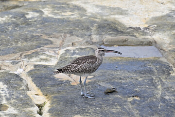 チュウシャクシギ Whimbrel