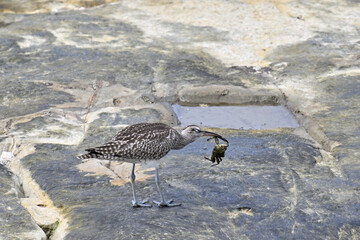チュウシャクシギ Whimbrel