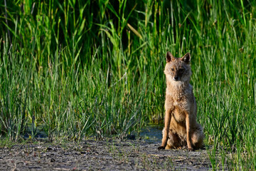 Golden jackal basking in the evening light - Danube Delta, Romania // Goldschakal sonnt sich im Abendlicht - Donaudelta, Rumänien