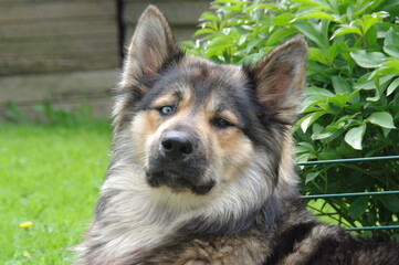 Blue and brown eyed husky dog