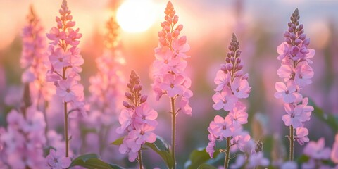 Obraz premium Golden Hour Pink Flowers Sunset Field Blossom Meadow Nature
