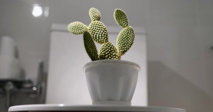 Cactus and toilet bowl, demonstrating a very delicate visualization of bowel movements, hemorrhoids, and constipation. High quality 4k footage