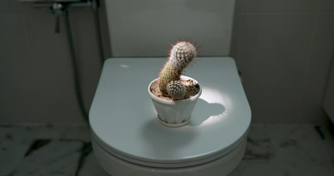 Cactus and toilet bowl, demonstrating a very delicate visualization of bowel movements, hemorrhoids, and constipation. High quality 4k footage