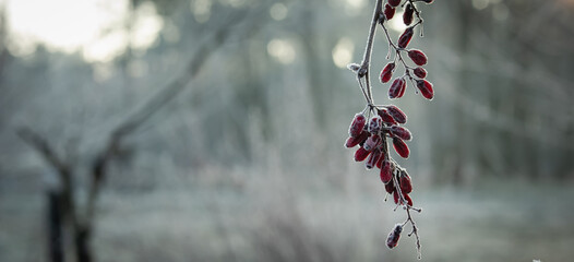 Twigs of a bush with red frozen fruits on a blurred background. Landscape, close-up.