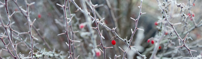 Twigs of a bush with red frozen fruit, frost, winter, close-up.