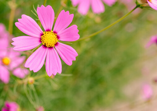 こすもすの花6