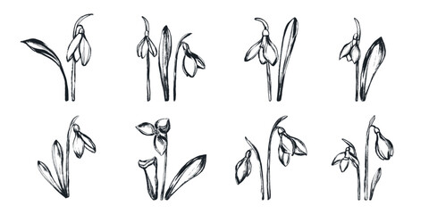 Black Ink Silhouettes of Grunge Snowdrops Isolated on White Background. Set of plants hand painted with dry ink