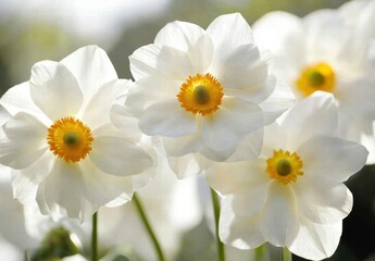 Fototapeta premium A bouquet of white flowers with yellow centers