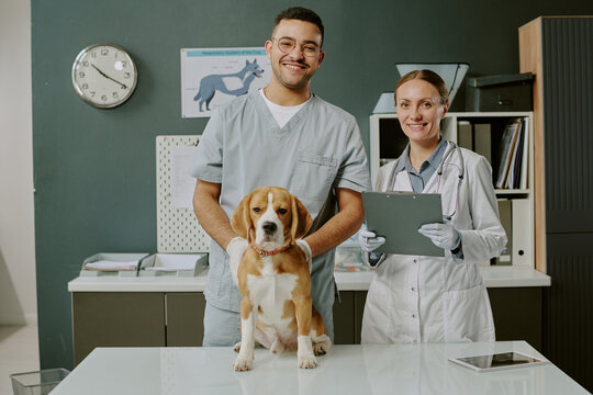 Two veterinary professionals examining a Beagle dog in veterinary clinic. Medical equipment, charts, and smiling staff creating a professional atmosphere
