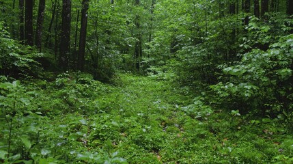 Fototapeta premium Rainy forest path, lush greenery, tranquility, nature background, ideal for travel brochures