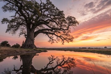 Fototapeta premium Majestic Ancient Oak Tree Sunset Reflection - Surreal Nature Photography