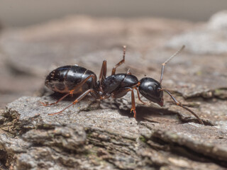 Seitliche Nahaufnahme einer schwarzen Ameise (Formica), die über ein Stück Holz läuft. 