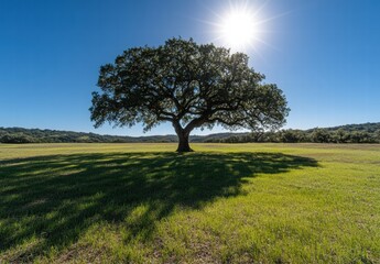 Obraz premium A large tree is in the middle of a field with a bright sun shining on it