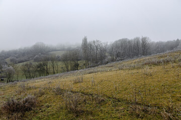 frozen and snow-covered forest in Baden Wuerttemberg