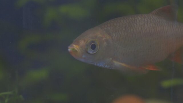 Young roach swims in the aquarium. Freshwater river fish in an aquarium.