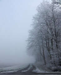 Fototapeta premium Frozen and snow-covered forest with heavy fog in Baden-Wuerttemberg