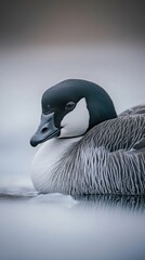Fototapeta premium A close-up of a barnacle goose resting on the icy shoreline of a lake in Patagonia, with soft light reflecting off the water.