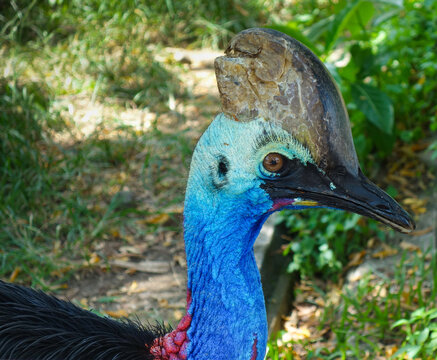 The Head of Kasuari or cassowary (Casuarius casuarius). close up