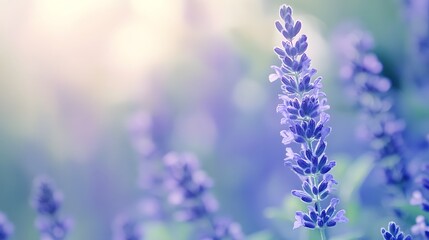 Fototapeta premium lavender flowers close up