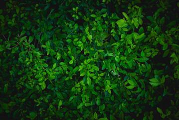 Green leaf texture nature, dark green leaves abstract background.