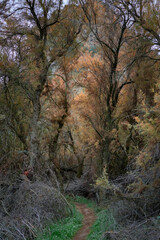 Obraz premium riverside forest formed by tamarisk (Tamarix gallica) and other plant species that form part of the Mediterranean riverside forest in Seville, Spain.