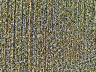field covered with hoarfrost in winter taken from above, drone photo