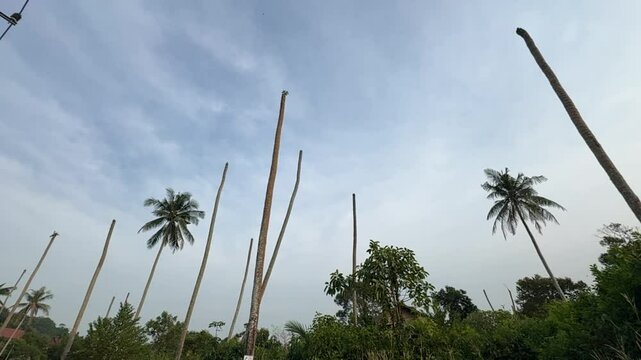 Coconut trees decapitated by pests, likely the red palm weevil (Rhynchophorus ferrugineus) or the coconut rhinoceros beetle (Oryctes rhinoceros). The damage highlights the threat to tropical ecosystem