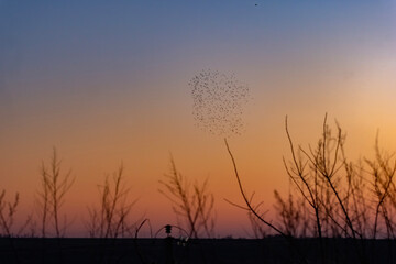 A serene sunset scene with dry grass silhouettes and a distant flock of birds in synchronized flight. Warm hues and soft light create a peaceful, nature-inspired mood