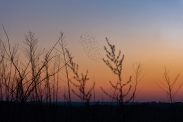 A serene sunset scene with dry grass silhouettes and a distant flock of birds in synchronized flight. Warm hues and soft light create a peaceful, nature-inspired mood