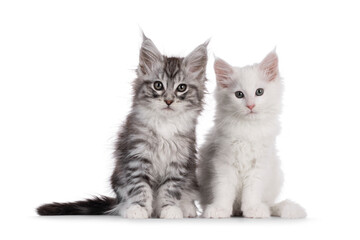 Solid white and silver with white Maine Coon cat kitten, sitting side by side. Both looking towards camera. Isolated on a white background.